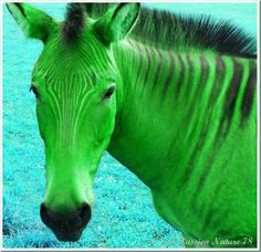 ZORSE IMAGE