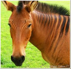 ZORSE IMAGE